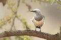 Fischers Glansspreeuw, Fischer\'s Starling, Lamprotornis fischeri