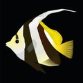 Angel fish on a black background.