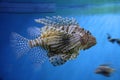 Fish Royalty Free Stock Photo