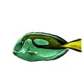 Fish Acanthur sketch vector