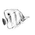 Fish Acanthur sketch vector