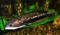 Fish African coffee snakehead or dark snakehead (Parachanna obscura)
