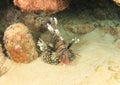 African lionfish Royalty Free Stock Photo