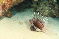 African lionfish Royalty Free Stock Photo