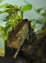 Fish algae eater in a home freshwater aquarium