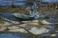 Fish Alive on Rocks