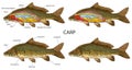 Basic Carp fish anatomy