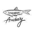 Fish Anchovy. Hand drawn vector illustration. Engraving style. Isolated on white background.