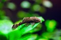 Fish Ancistrus Ancistrus dolichopterus in a home freshwater aquarium. Royalty Free Stock Photo