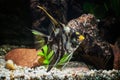 Fish. Angelfish in aquarium with green plants, and stones