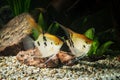 Fish. Angelfish in aquarium with green plants, and stones