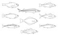 Fish animal art line set, black contour of sea animal. Seafood meal, edible. Coloring for kids. Species marine fishes