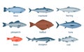 Fish animal set, raw seafood for meal. Collection fishes trout, tuna, mackerel, herring, pike perch, halibut, bass