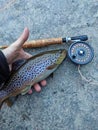 Fresh caught Brown Trout while fly fishing in river Royalty Free Stock Photo