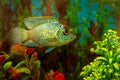 Fish in an aquarium among algae, shells, stones. Aquarium fish