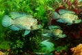 Fish in an aquarium among algae, shells, stones. Aquarium fish