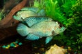 Fish in an aquarium among algae, shells, stones. Aquarium fish