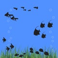 33 aquarium, silhouettes of fishes