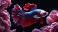 fish in the aquarium Close up art movement of Betta fish, Siamese fighting fish isolated on black background. Royalty Free Stock Photo