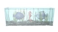 Fish in aquarium composition 3D illustration Royalty Free Stock Photo