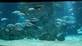 Fish aquarium deepblue sea vacation coral rilex trip ocean deep