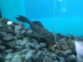 Suckermouth catfish in aquarium