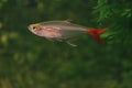 Fish in aquarium-Glass Bloodfish Royalty Free Stock Photo