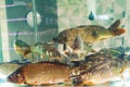 The fish in the aquarium.A group of live carp on sale in a supermarket.Selective focus.