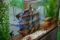 A fish aquarium that has boat inside, fishes, stone, golden fish, black fish