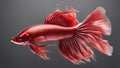 fish in aquarium Large red male crown tail siamese fighting fish at dawn