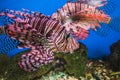 Fish in an aquarium in the National Oceanographic Museum of Vietnam Royalty Free Stock Photo