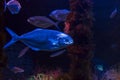 A fish in aquarium Royalty Free Stock Photo