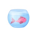 A fish in an aquarium. A pink fish swims in a round aquarium. Fish in the water. Vector illustration isolated on a white