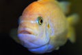 The fish in the aquarium. Portrait of an African aquarium fish of the cichlid family called Pseudotropheus lombardoi Royalty Free Stock Photo