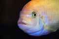 The fish in the aquarium. Portrait of an African aquarium fish of the cichlid family called Pseudotropheus lombardoi Royalty Free Stock Photo