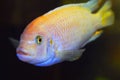 The fish in the aquarium. Portrait of an African aquarium fish of the cichlid family called Pseudotropheus lombardoi Royalty Free Stock Photo