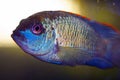 Portrait of a South American aquarium fish of the cichlid family called Laetacara curviceps Royalty Free Stock Photo