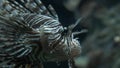 Fish in an aquarium. Purple fish in an aquarium. Lion Fish