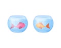 Fish in the aquarium. Two fish in aquariums. Pink and gold fish in a round aquarium. Vector illustration isolated on a Royalty Free Stock Photo