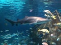 fish aquarium water saltwater exotic koi shark Royalty Free Stock Photo