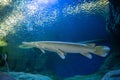 Fish in aquatic tunnel in the Underwater World in Pattaya, Thailand