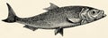 The fish - Atlantic herring (Clupea harengus)