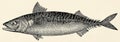 The fish - Atlantic mackerel (Scomber scombrus). Royalty Free Stock Photo