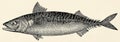 The fish - Atlantic mackerel (Scomber scombrus).