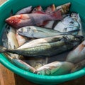 Atlantic ocean fish in bucket Royalty Free Stock Photo