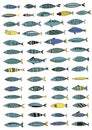 Set of fish on white background