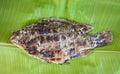 Fish on banana leaf - Close up of tilapia fish grilled with salt , fish burn asian food Royalty Free Stock Photo