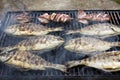 Fish on barbecue