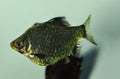 Fish green barbus or tiger barb swimming in freshwater exotic aquarium. Royalty Free Stock Photo