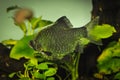 Fish green barbus or tiger barb swimming in freshwater exotic aquarium. Royalty Free Stock Photo